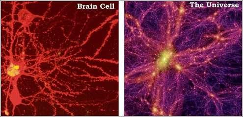 Características de seres vivos A pesar de las diferencias entre la materia orgánica e inorgánica, pueden darse parecidos razonables, como éste: la imagen de la izquierda corresponde a una neurona y