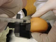 Opción 3: Determinación del sexo en el huevo Estadio temprano Fiable / sin errores Rápido Sin efectos negativos