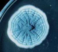 Mohos u hongos filamentosos La macroscopía es característica de la especie, crecen con las