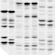 sedimentos Muestra - RFLP-PCR - SSCP-PCR
