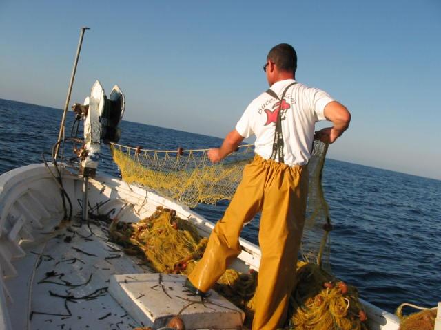Protección de la biomasa reproductora: pesca comercial Reserva marina de Cabo de Palos Islas Hormigas 5000 4000 CPUE 3000