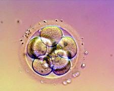 Es el desarrollo embrionario un proceso continuo?
