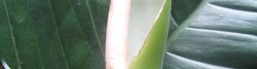 megalophyllum registrado en el punto