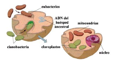 La preparación de mucosa oral con tinción permite observar las células eucariontes del propio estudiante y también las células procariontes presentes en la cavidad oral.
