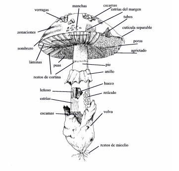El tipo de esporangio, junto con el tipo de hifa son criterios utilizados para clasificar a los hongos (Eumicetos) en tres grandes grupos: - Ficomicetos: sus estructuras reproductoras son de tipo