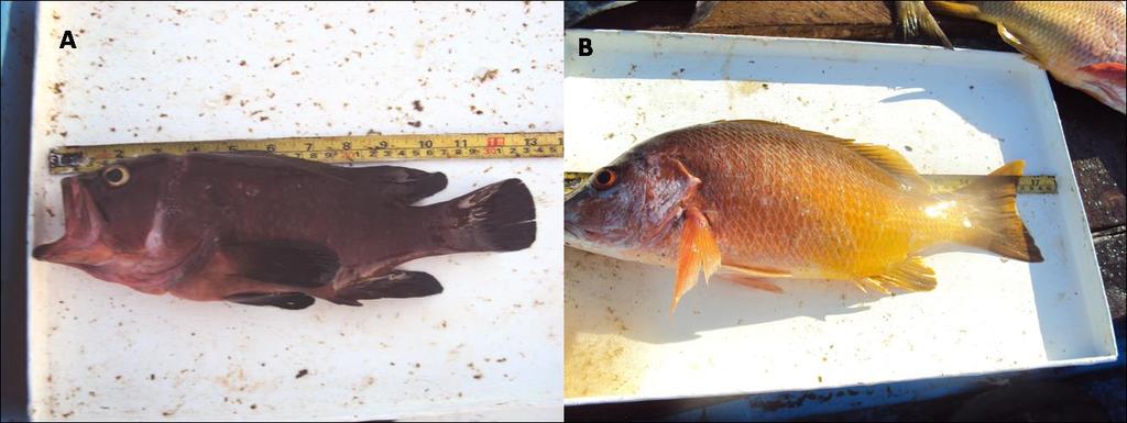 Apéndice C Descripción de las especies de peces capturadas Las principales especies de peces de importancia comercial fueron las pertenecientes al género Lutjanus, aparte de estas, también se van a