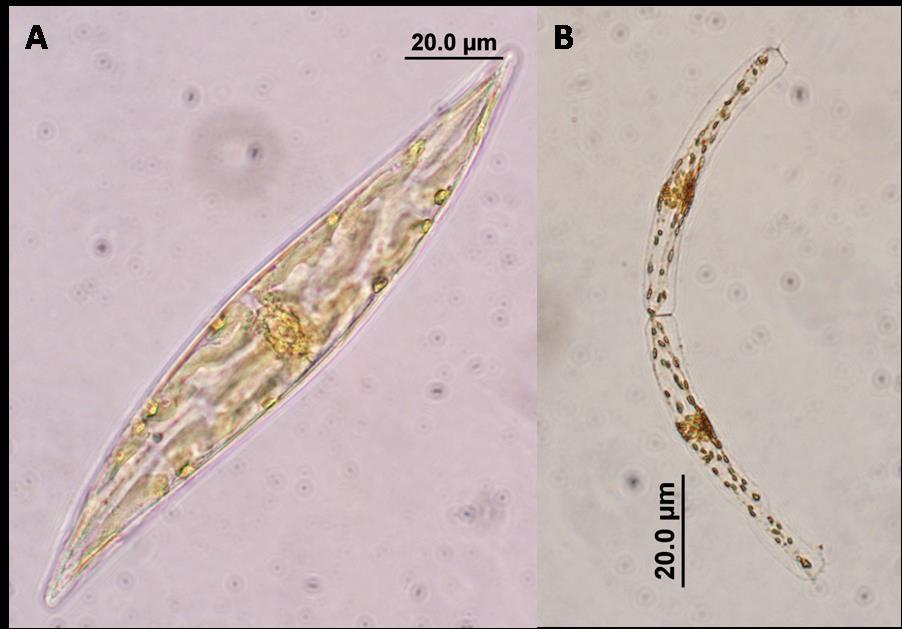 Tanto Guinardia como Pleurosigma, fueron organismos que presentaron diferentes especies (Figs. 19 y 20).
