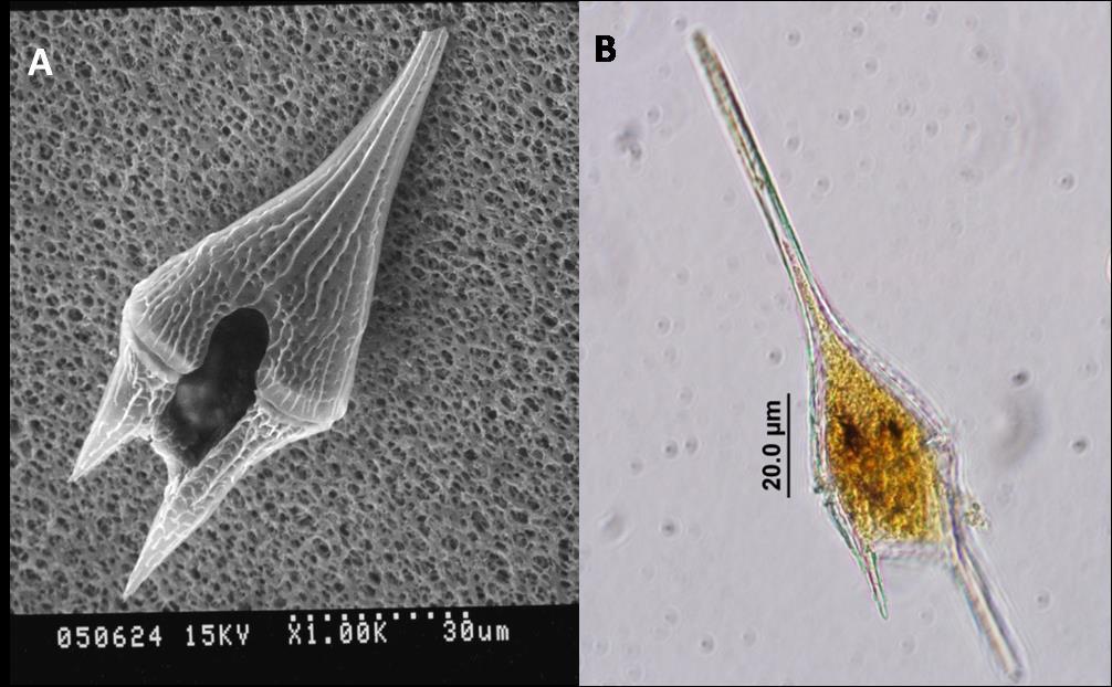 Figura 22. A. Micrografía MEB de Ceratium furca. B. ML. de Ceratium sp., Bahía Salinas, Guanacaste. 3.