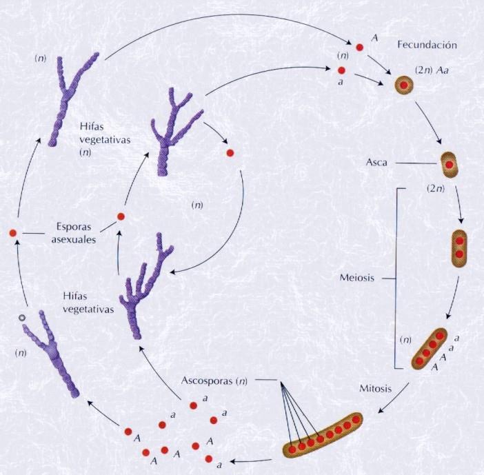 Análisis de tétradas Los hongos ascomicetos retienen los cuatro productos haploides de