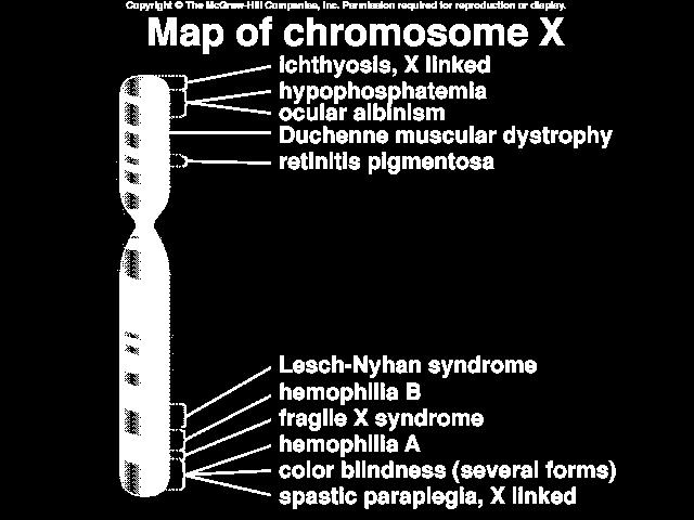 Cartografía genética en humanos Estudios familias Herencia ligada al cromosoma X marcadores clásicos Autosómicos marcadores clásicos Cartografía marcador-enfermedad (estudios de asociación) La caza