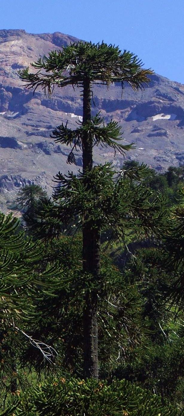 Meta Forestal a) Chile se compromete al manejo sustentable y recuperación de 100.