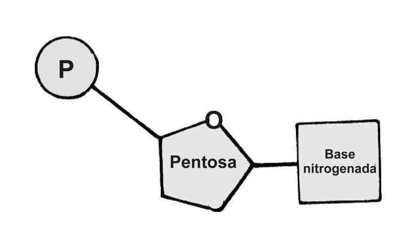 2. Estructura del material genético Como Ud. recordará, los ácidos nucleicos son moléculas formadas por C, H, O, N, y P. Son polímeros cuyos monómeros se denominan nucleótidos.