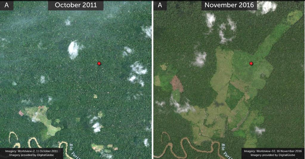 Ejemplo: El Proyecto del Monitoreo Andes- Amazonia (MAAP) demuestra cómo el monitoreo de la deforestación en