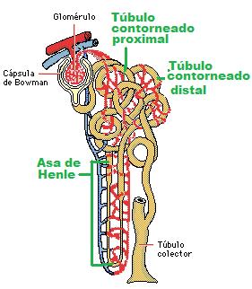 Túbulo renal Consta de: Túbulo contorneado
