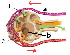 Tramo de las vías respiratorias que se encuentra justo antes de los bronquios... g. Músculo que separa los pulmones del abdomen imprescindible para poder respirar. 3).