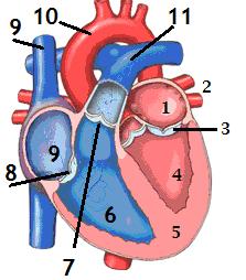 a) Qué es el ciclo cardíaco? b) Pon el nombre que le corresponda a cada una de partes señaladas con los números: 1........ 2........... 3..... 5..... 6... 7.
