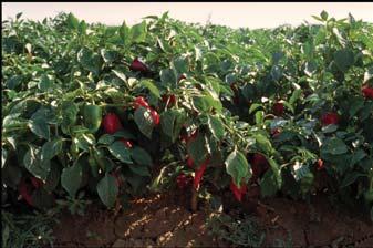 Conforme a los resultados obtenidos, se observa que la producción comercial de las diferentes variedades está muy relacionada con el peso medio del fruto, obteniéndose las mayores producciones en las