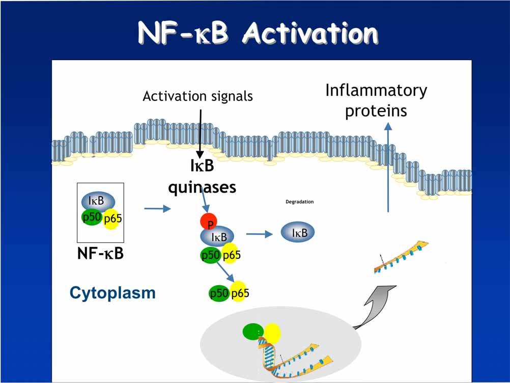 NF- B Activation Centro de Investigaci ón Biomédica En Red Fisiopatología de la Obesidad y Nutrici ón Activation signals
