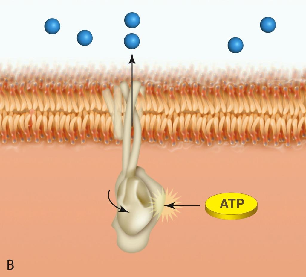 Transporte Activo: Bomba de Calcio (B) Energía (grupo fosfato) se transfiere del ATP a la proteína La