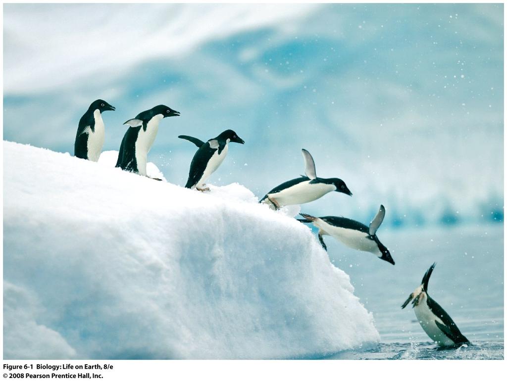 De energía potencial a energía cinética Al posarse en la parte superior de un témpano de hielo, el cuerpo del pingüino tiene energía potencial porque el hielo está mucho más arriba que el mar.
