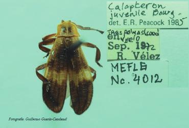 Caenia sp.