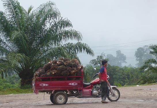 Ingreso del productor de palma (US$) Ingreso promedio anual de los productores de palma aceitera en Lamas - Alto