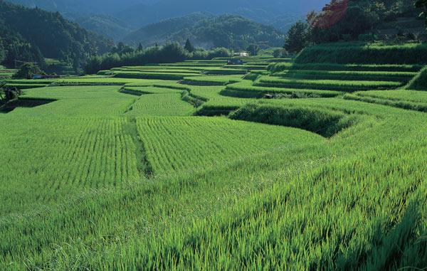El metano: otro gas de efecto invernadero Los arrozales emiten
