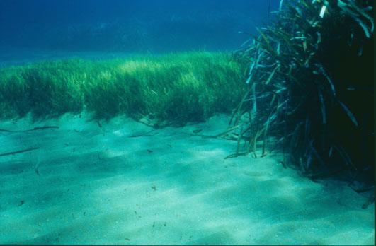 la toma de agua de mar Impacto : minimización Flora y fauna