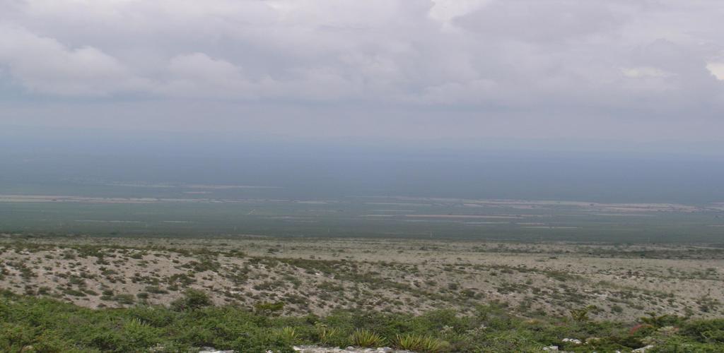 RFNM DEIMPORTANCIA SOCIOECONÓMICA Planta característica de las zonas áridas de México, se desarrolla en el matorral xerófilo (rosetófilo, micrófilo).