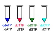 IV. Secuenciación de DNA por el método de Sanger No acepta elongación de la cadena de nucleotidos por