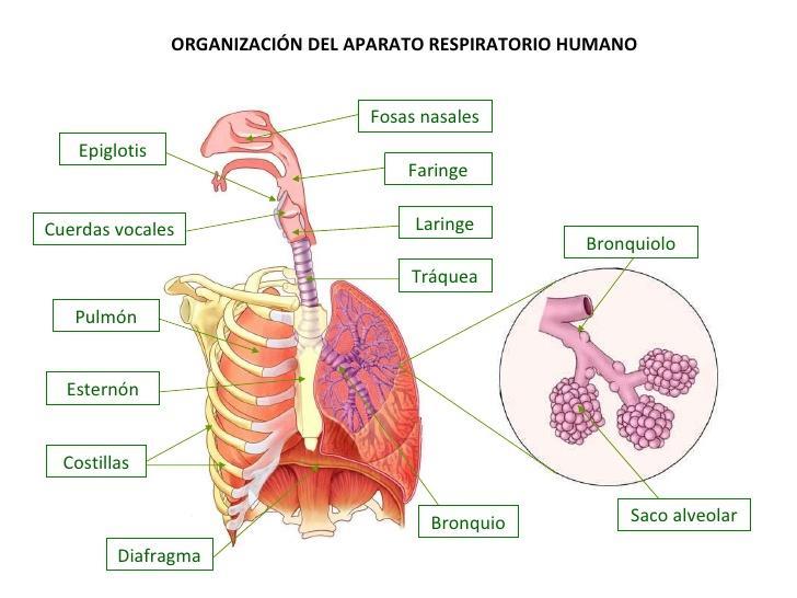 DISECCIÓN Y OBSERVACIÓN DE LA ANATOMÍA EXTERNA E INTERNA DEL APARATO RESPIRATORIO Los pulmones son órganos propios de animales terrestres.