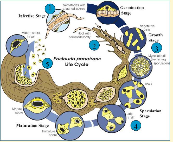 1.Endospora se adhiere al nematodo en el suelo. 2.Nematodos invaden as raíces. 3.