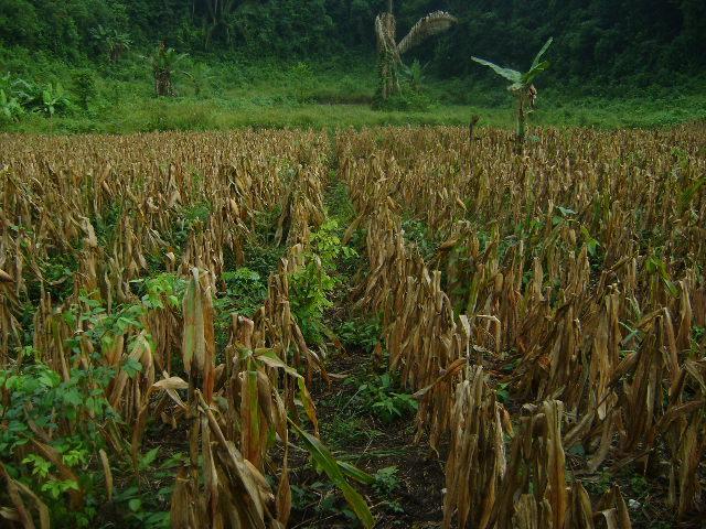 Fases fenológicas del cultivo de maíz en las 4 regiones del país Norte Parcela de milpa ubicada municipio de Chaal Alta, Alta Verapaz.