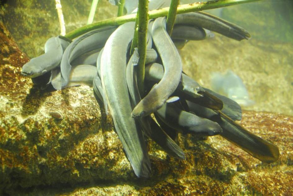 Muestreos de anguila dentro del proyecto