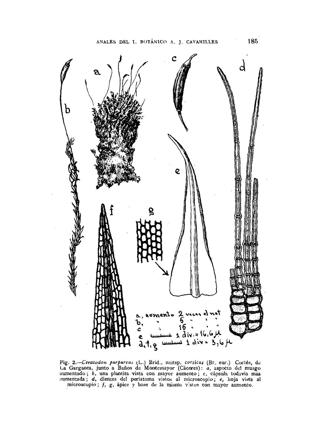 ANALES DEL I. BOTÁNICO A. J. CAVANILLES 185 Fig. 2. Ceratodon, purpureus.(jl.) Brid., mutsp. corsicus (Br. eur.