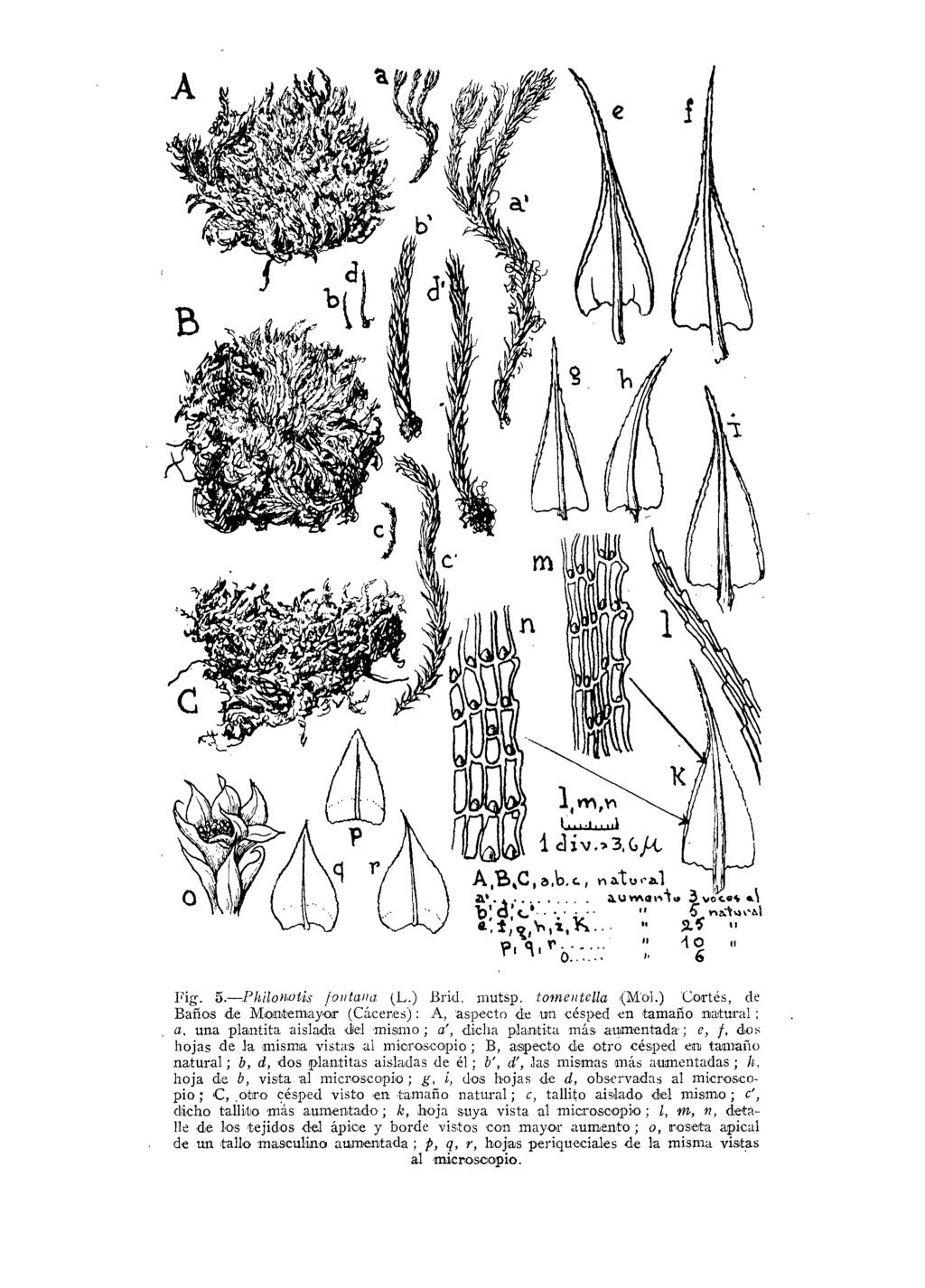 Fig. 5. Philoiwtis fontana (L.) Brid, niutsp. tomentella (Mol.) Cortés, de Baños de Montemayor (Cáceres): A, aspecto de un césped en tamaño natural ;, a.