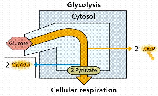 Degradación de glucosa a piruvato Vía glucolítica Vía de Embdem-Meyerhof o vía glucolítica.