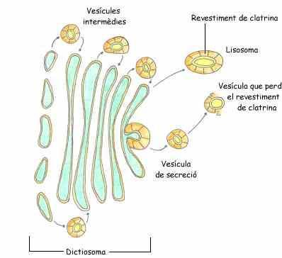 citoplasma medi cel lular entre la membrana plasmàtica i el nucli parts Hialoplasma líquid viscós format per aigua en un 70-85 % i la resta són o citosol proteïnes, lípids, glúcids, àcids nucleics i