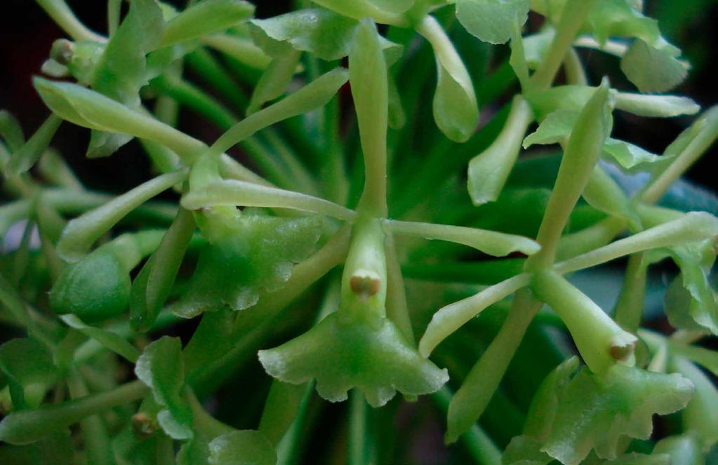 Epidendrum umbelliferum Planta epífita de hasta 47 centímetros. Tallo carnoso y flexible con hojas redondeadas.