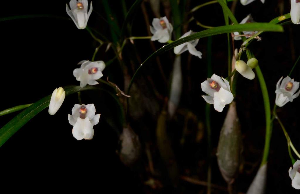 Scaphiglottis crurigera Planta epífita, delicada con tallo fusiforme cilíndrico. Hojas erectas, lineares y con apariencia de grama.