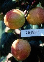 2: más precoz que el genitor Palau (aunque de floración más tardía), calibre y calidad gustativa superiores, podría sustituir a Palau G x G 93.