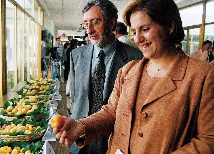 La consellera M.ª Àngels Ramón-Llin, con el investigador Gerardo Llácer en el acto de presentación de las nuevas variedades híbridas de albaricoque.