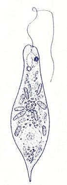 Características morfológicas en FLAGELADOS: Flagelo Sáculo de los flagelos Estigma Flagelos Cloroplasto Núcleo Euglena viridis Heteronema acus Estriación de la membrana 2