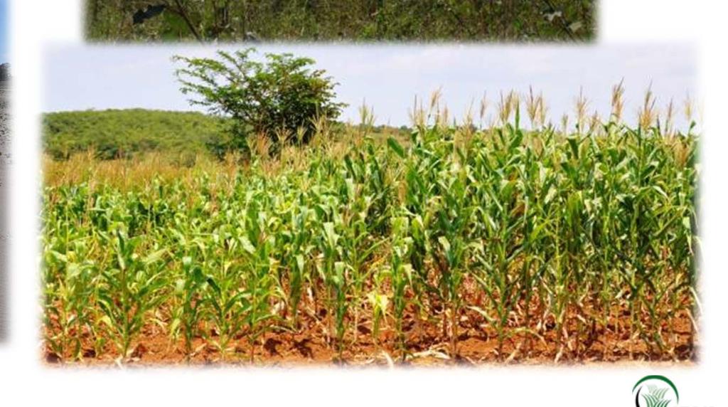 Mayor rendimiento Agricultura en ambientes frágiles Carmen