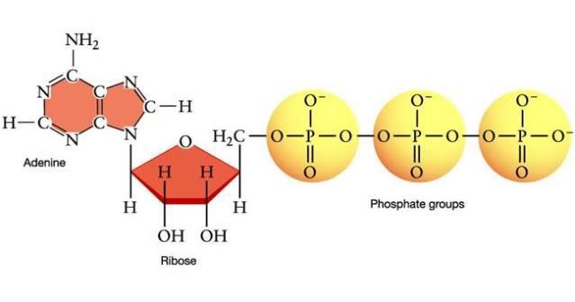 ATP : adenosin trifosfat Actua coma molècula