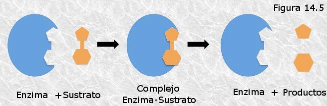 ACTIVITAT ENZIMÀTICA La substància sobre la qual actua un enzim rep el nom de substrat.