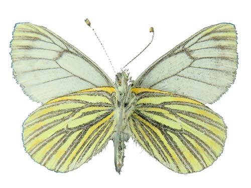 15 Tatochila xanthodice Pieridae: