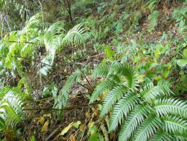 4.3. ACCIONES CONCRETAS DE CONSERVACIÓN Mejora de hábitat de Woodwardia radicans Se identificarán las