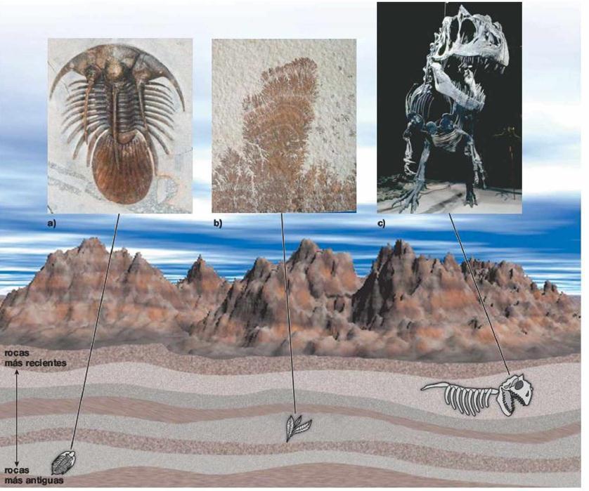 Variación gradual de la forma de los fósiles Muchos fósiles de especies ya extintas