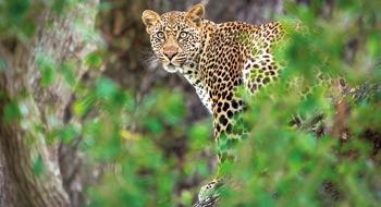 350-Latam RECUERDOS DE SUDÁFRICA Parque Kruger Pretoria + Johannesburgo SUDÁFRICA Fauna salvaje (Leopardo) África 3 Ciudad del Cabo 350-Latam 8 740 $ DÍA VIE JOHANNESBURGO Llegada al aeropuerto.